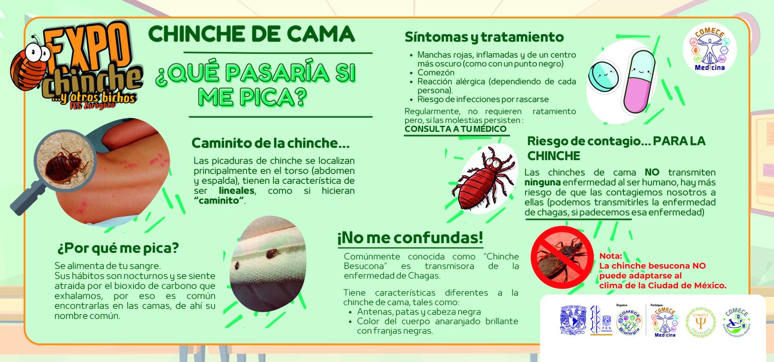 mampara_1